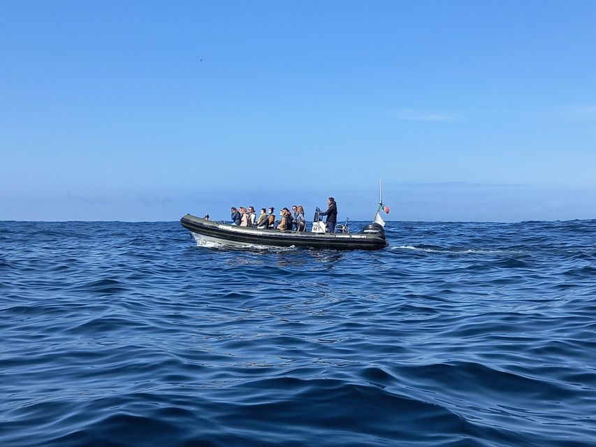 Lisbon: Dolphin Watching with Marine Biologist - Price check: $76 and why it can feel like a bargain