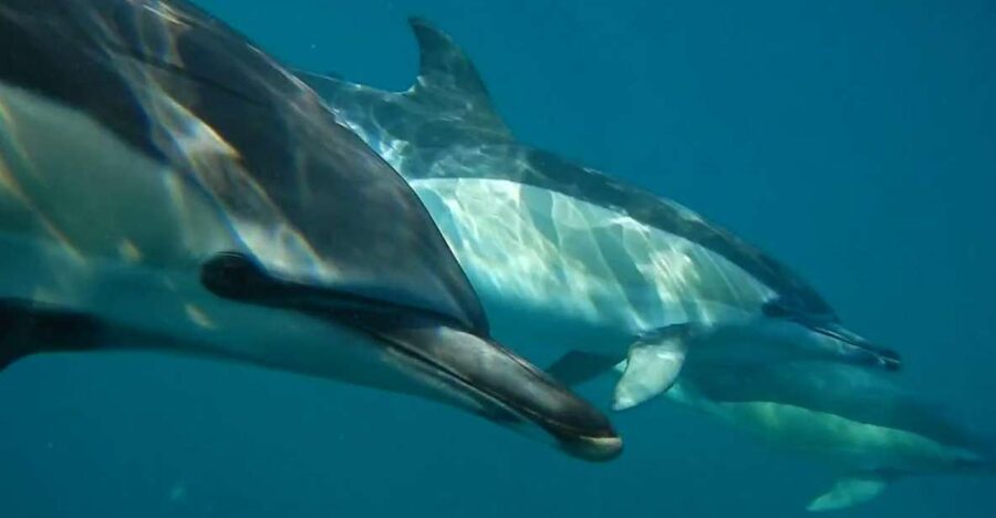 Lisbon: Dolphin Watching with Marine Biologist - Getting to sea fast from Doca de Santo Amaro