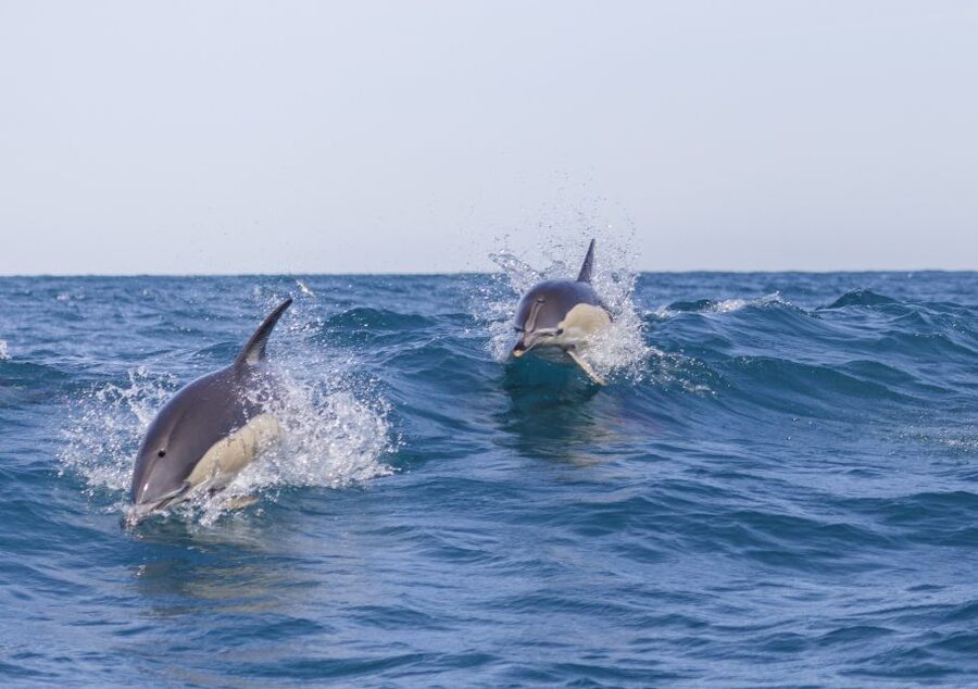 Lisbon: Dolphin Watching with Marine Biologist - Meet the marine biologist: what you learn while you scan