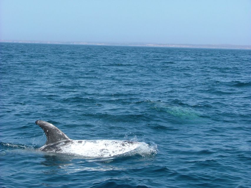 Lisbon: Dolphin Watching with Marine Biologist - Spotting dolphins around the Tagus and Atlantic mix