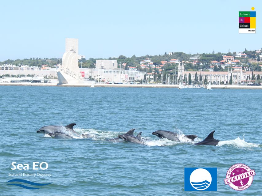 Lisbon: Dolphin Watching with Marine Biologist - What you might see besides dolphins
