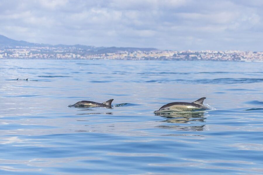 Lisbon: Dolphin Watching with Marine Biologist - Bugio Lighthouse and the coastline views on the way
