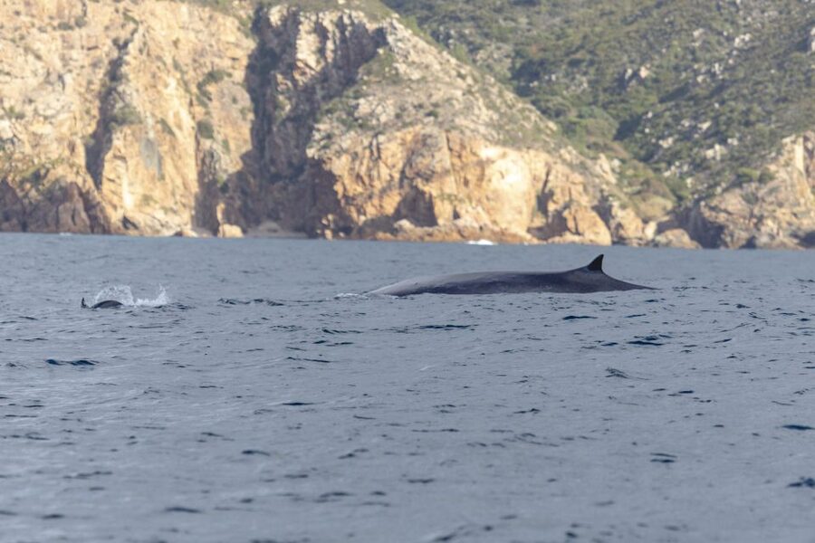 Lisbon: Dolphin Watching with Marine Biologist - Comfort, seasickness, and safety rules that matter