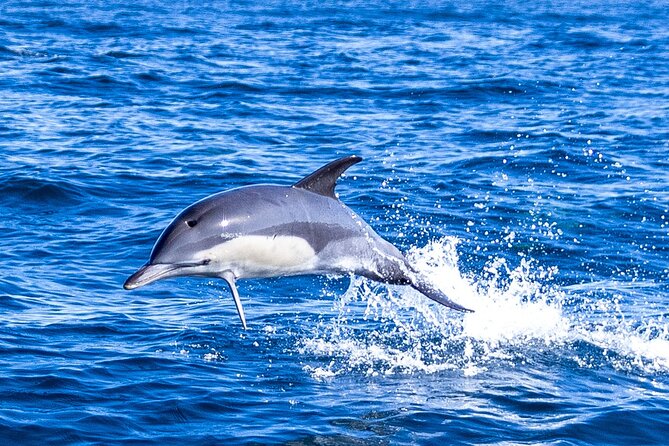 Lisbon: Dolphin Watching with Marine Biologist - Small Group - Meeting at the Mercedes-Benz Oceanic Lounge under the 25 de Abril Bridge