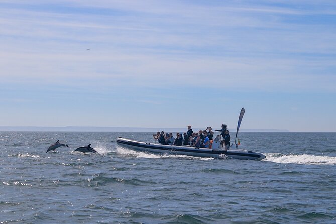 Lisbon: Dolphin Watching with Marine Biologist - Small Group - Fort of São Lourenço do Bugio and the Cascais Area: Photo Stops That Feel Like Extra Sightseeing