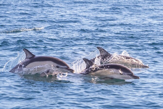 Lisbon: Dolphin Watching with Marine Biologist - Small Group - Conservation With Real Data, Not Just a Poster Story