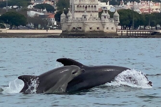 Lisbon: Dolphin Watching with Marine Biologist - Small Group - If Dolphins Do Not Appear Immediately: How the Day Gets Saved