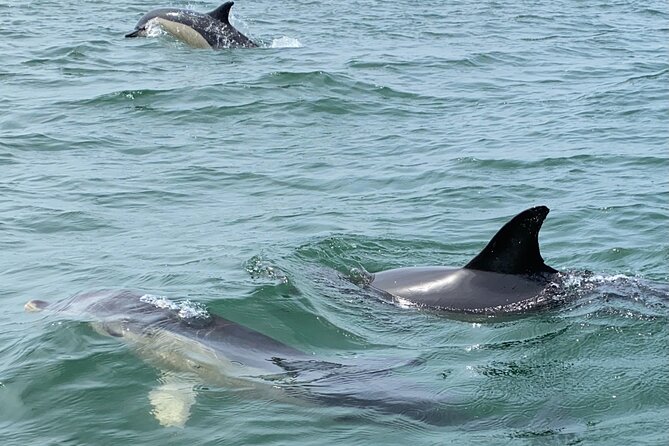 Lisbon: Dolphin Watching with Marine Biologist - Small Group - Weather Reality Check: Wind, Swell, and Your Personal Comfort
