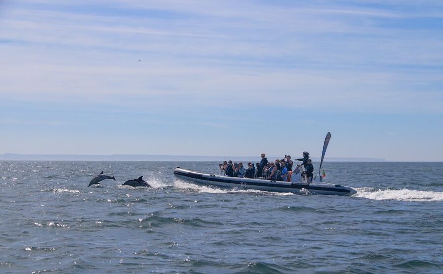Lisbon: Dolphin Watching with Marine Biologist - Small Group - Who This Tour Fits Best, and Who Should Skip the Boat