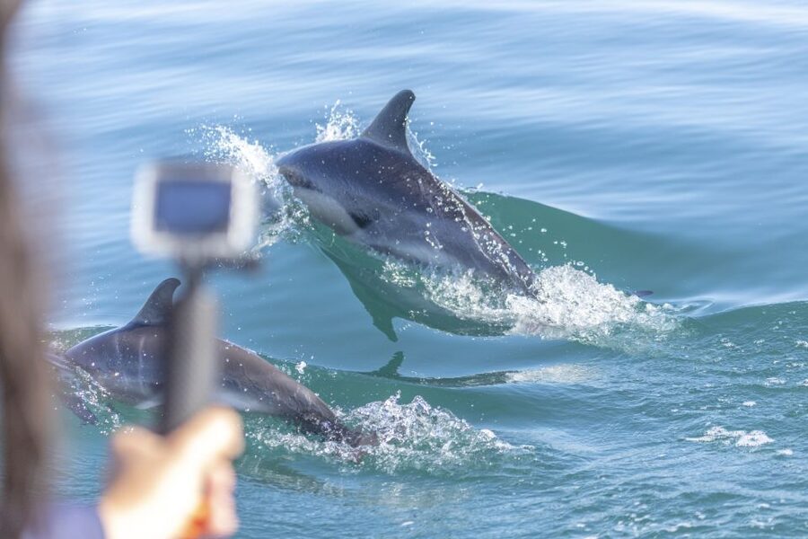 Lisbon: Dolphin Watching with Marine Biologist - The RIB ride: fast, safe, and close to the action