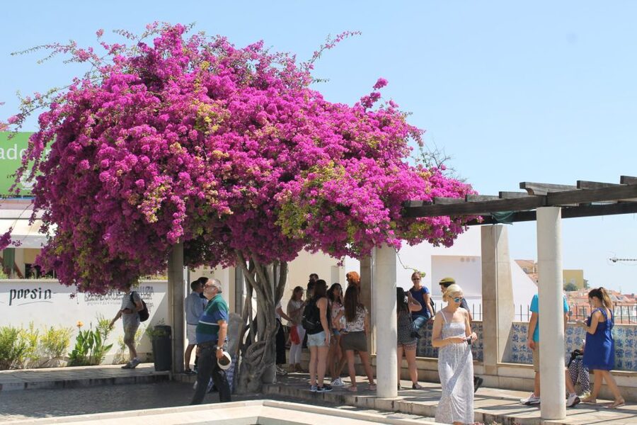 Lisbon: Full-Day Private Walking Sightseeing Tour - Key Things to Know Before You Go