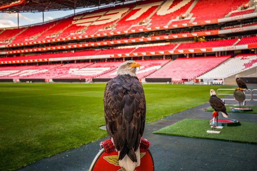 Lisbon: Luz Stadium Tour & SL Benfica Museum Entry - QR code pace, support points, and the scarf you get at the start