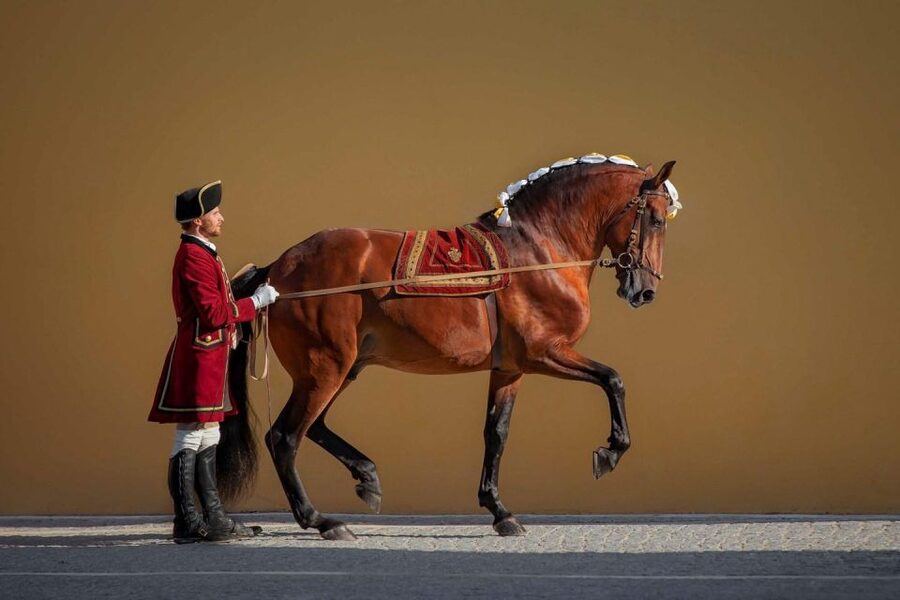 Lisbon: Morning of Equestrian Art with Lusitano Horses - Price and Value: Is $17 Fair for a Training-Style Morning?