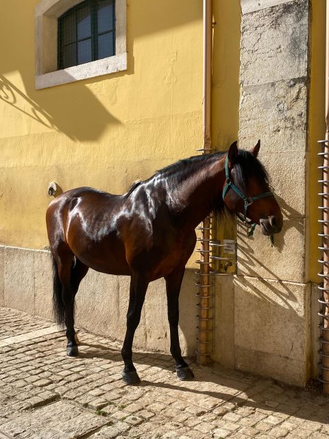 Lisbon: Morning of Equestrian Art with Lusitano Horses - Nora Patio Rehearsals: 18th Century Atmosphere and Photo-Friendly Moments