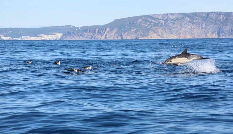 Lisbon: Ocean Safari with Marine Biologists - Lisbon Ocean Safari by Marine Biologists, in plain terms
