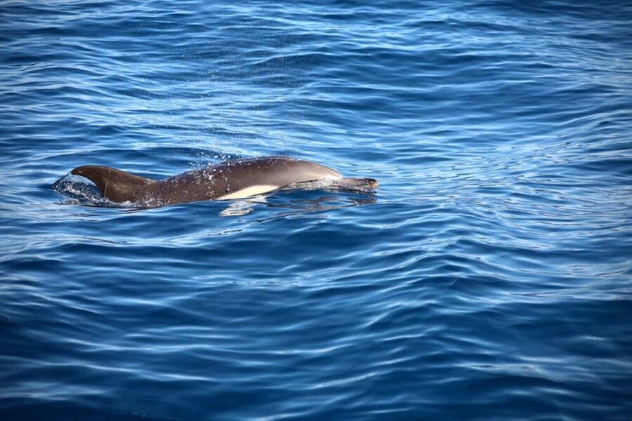 Lisbon: Ocean Safari with Marine Biologists - What the biologists teach you while you’re spotting wildlife