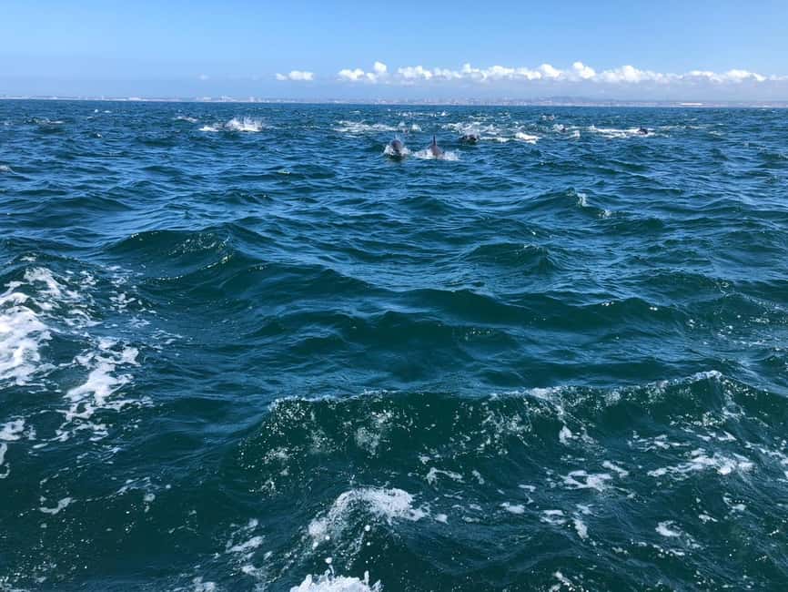 Lisbon: Ocean Safari with Marine Biologists - The best part of Lisbon Bay: cliffs, the old lighthouse, and open-water viewing