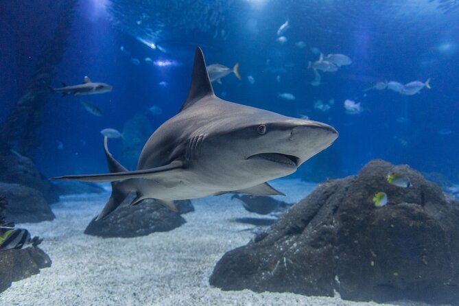 Lisbon Oceanario: Aquarium Entrance Ticket - Two Levels of Viewing: Terrestrial and Underwater