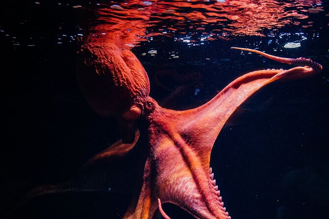 Lisbon Oceanario: Aquarium Entrance Ticket - The Antarctic Habitat Is Temporarily Closed: What That Means