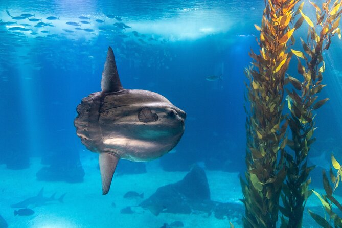 Lisbon Oceanario: Aquarium Entrance Ticket - Timing Tricks That Actually Help With Crowds