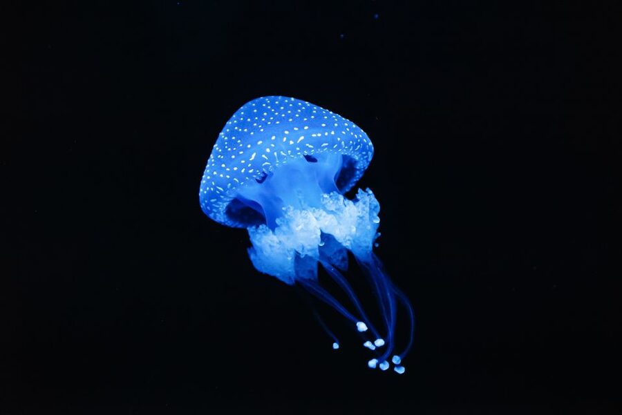 Lisbon: Oceanário de Lisboa Entrance Ticket - Timing and crowds: how to avoid the rough edges