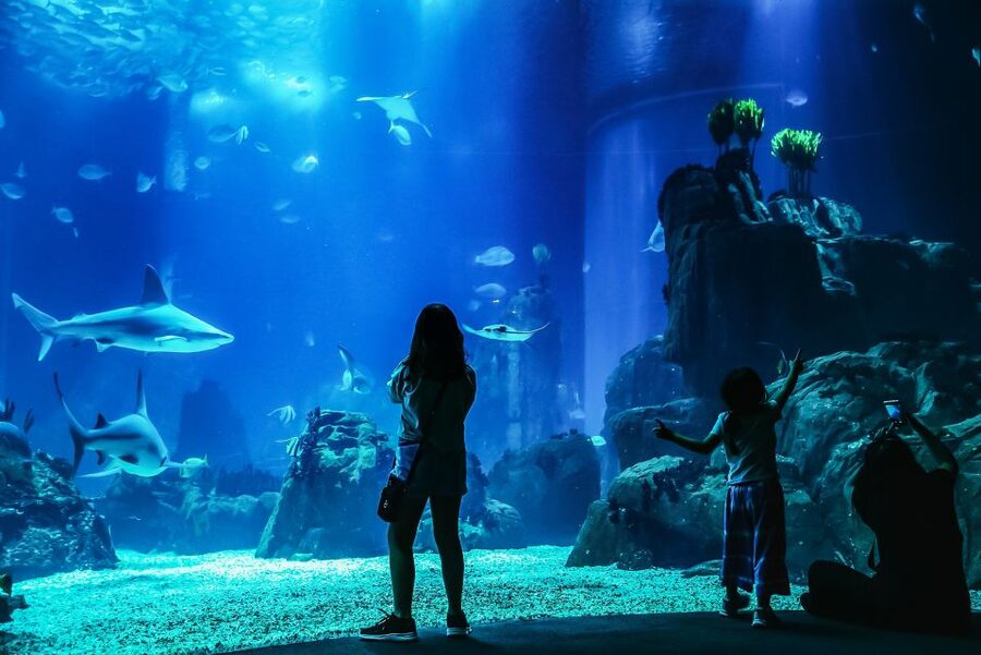 Lisbon: Oceanário de Lisboa Entrance Ticket - The 4 ocean zones and the central tank illusion