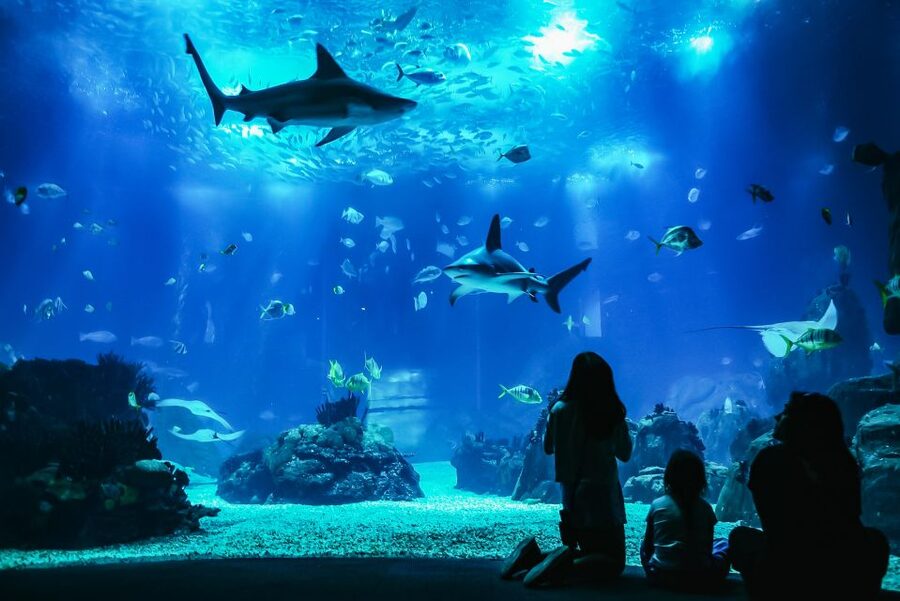 Lisbon: Oceanário de Lisboa Entrance Ticket - Sharks, coral reefs, and the animals people never forget