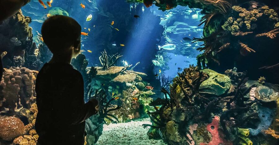 Lisbon: Oceanário de Lisboa Entrance Ticket - Sea otters in Europe: timing your visit for the best viewing
