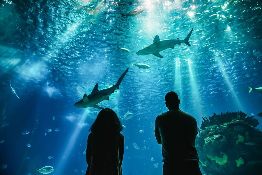 Lisbon: Oceanário de Lisboa Entrance Ticket - Guided tours: when the extra cost is worth it