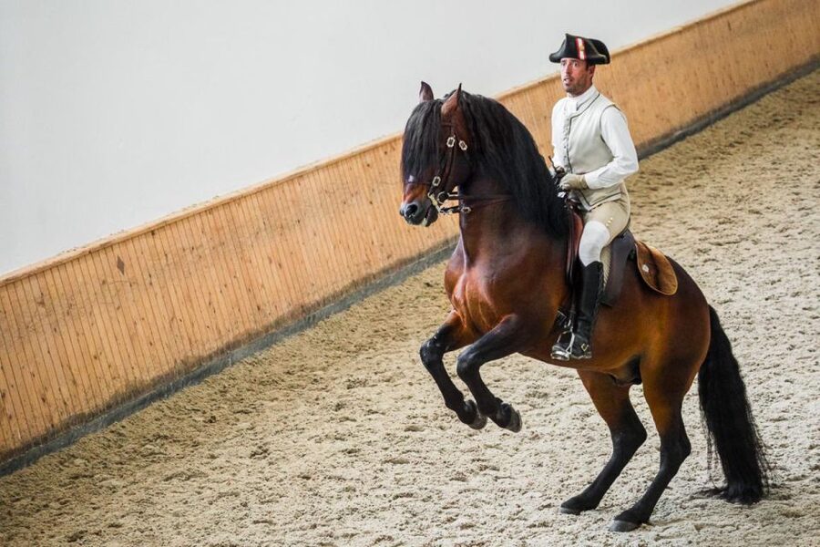 Lisbon: Portuguese Riding School Trainig with Lusitano Horse - Behind the scenes: handlers, health, and why the stables matter