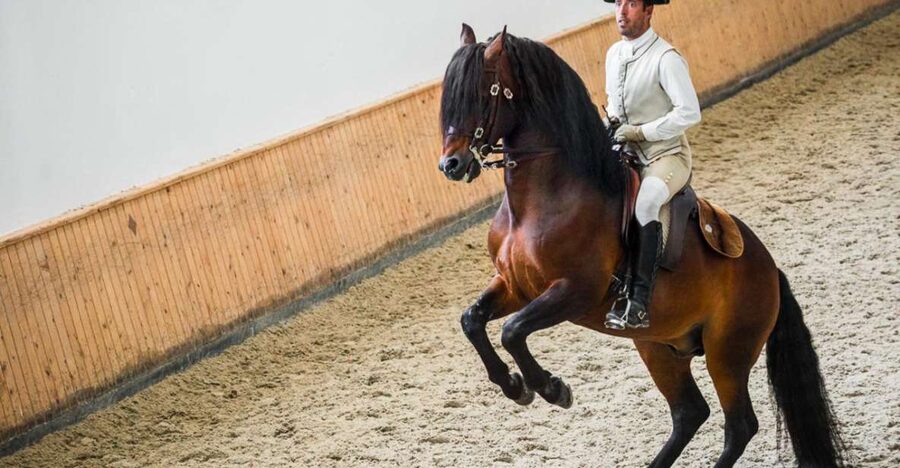 Lisbon: Portuguese Riding School Trainig with Lusitano Horse - The Alter Real Stud Farm link, and what you’re actually watching