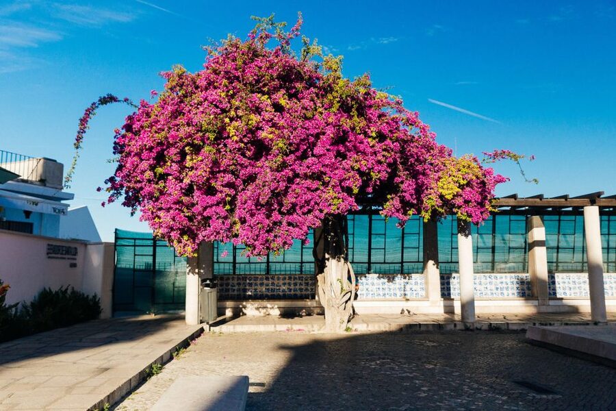 Lisbon: Private Evening Tour with Drinks & Bites in Alfama - The Three Stops for Drinks and Bites, from Bacalhau to Ginjinha