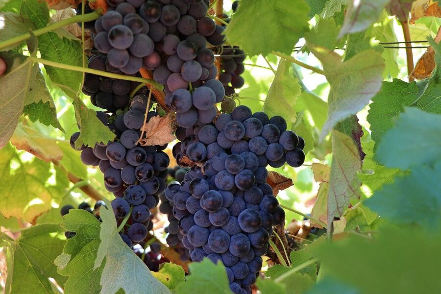 Lisbon Private Setúbal Region Wine Tasting Tour - The Mother House in Setúbal, comparing styles without jumping everywhere
