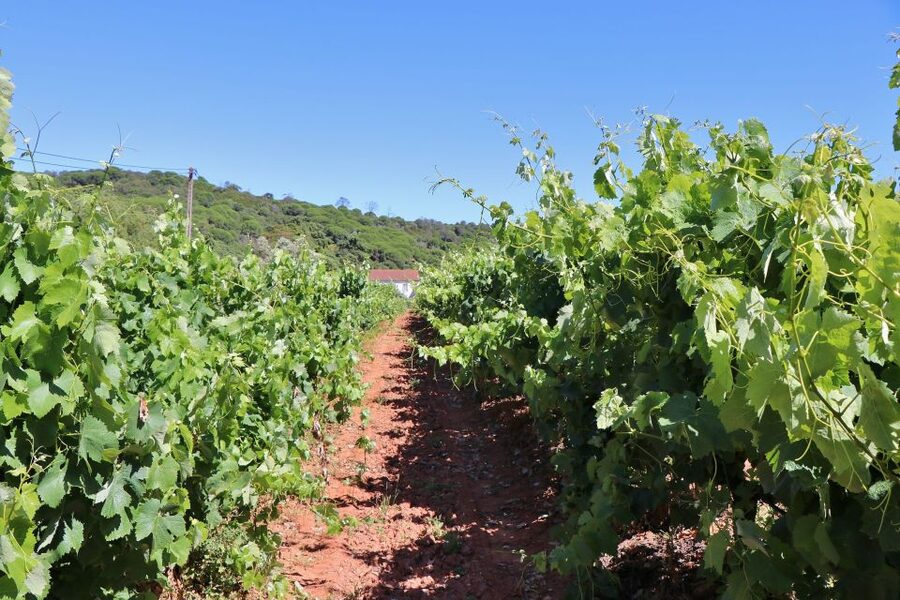 Lisbon Private Setúbal Region Wine Tasting Tour - Palmela’s Adega Assis Lobo, the harvest-season style visit