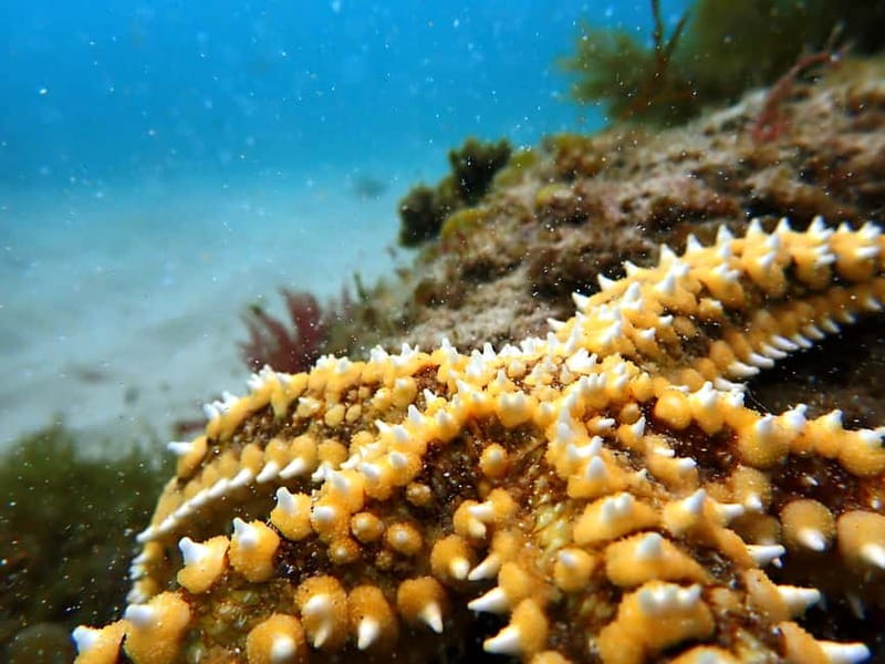 Lisbon: Snorkeling experience in Marine Reserve with photos - Why the Prof. Luiz Saldanha Marine Reserve is worth your time