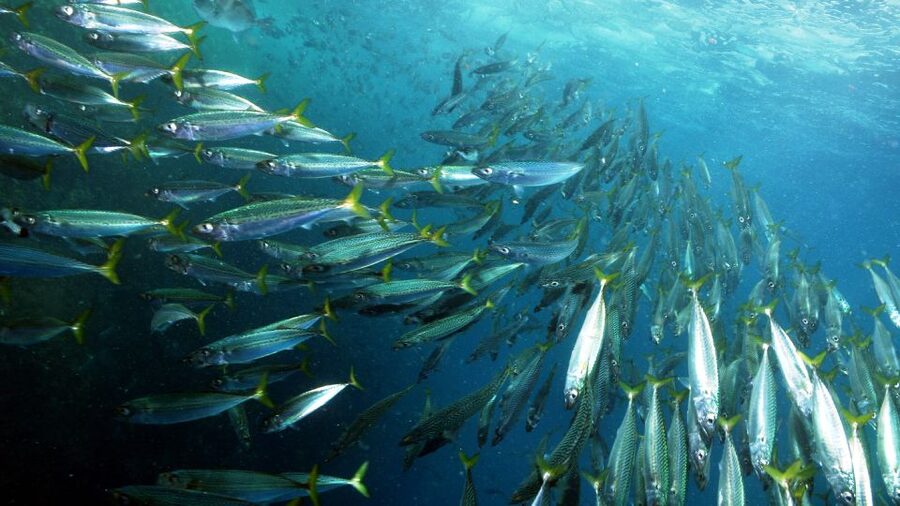 Lisbon: Snorkelling in Sesimbra/Arrábida Natural Park - Why Sesimbra and Arrábida work so well for snorkeling