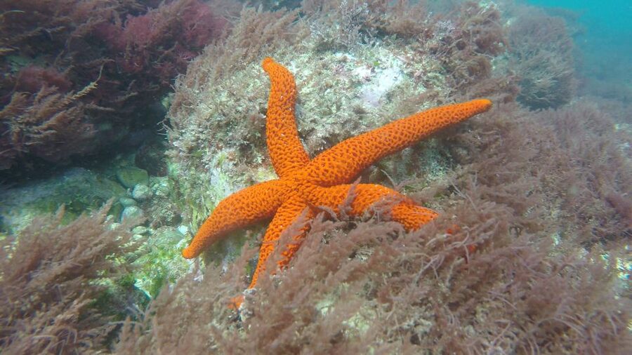Lisbon: Snorkelling in Sesimbra/Arrábida Natural Park - What to bring so the day feels smooth