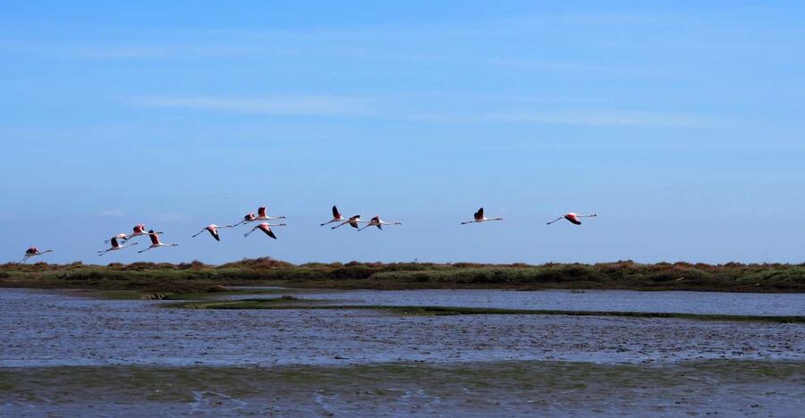 Lisbon: Tagus Estuary Nature Reserve Birdwatching Boat Tour - Tagus Estuary Birdwatching: Nature Close to Lisbon