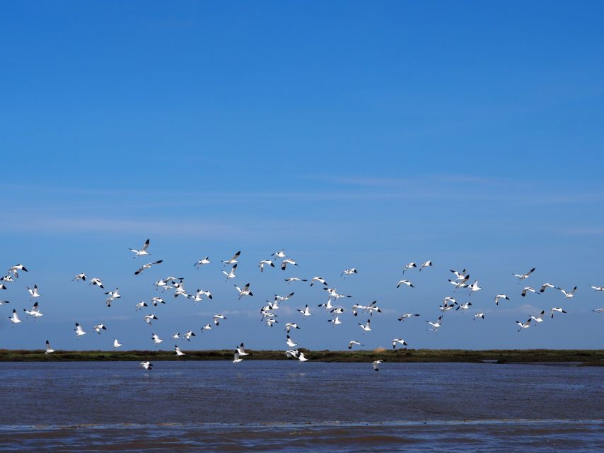 Lisbon: Tagus Estuary Nature Reserve Birdwatching Boat Tour - What Bird Numbers Mean for Your Chances (Flamingos to Raptors)