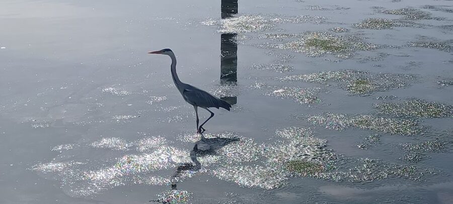 Lisbon: Tagus Estuary Nature Reserve Birdwatching Boat Tour - What to Bring for a Smooth Birdwatching Morning