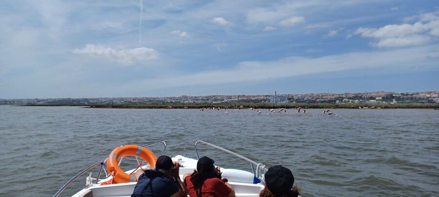 Lisbon: Tagus Estuary Nature Reserve Birdwatching Boat Tour - Meeting at Onda Luso-Americana, Then Getting Set for 3 Hours