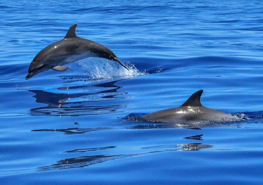Lisbon: Tagus River Cruise to the Ocean & Dolphin Watching - Key Things That Make This Cruise Worth Your Time