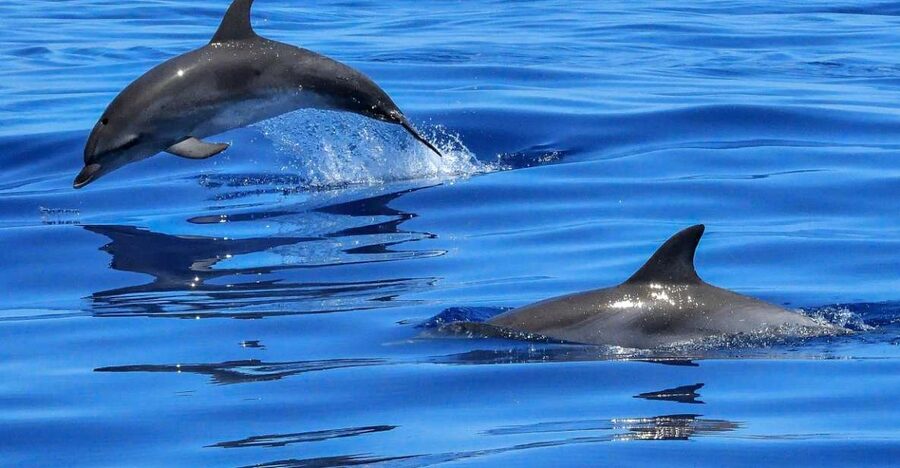 Lisbon: Tagus River Cruise to the Ocean & Dolphin Watching - Lisbon Dolphin Cruise Route, Tagus to Atlantic in 2.5 Hours