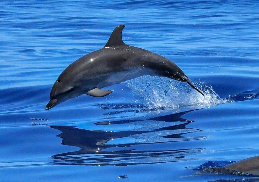 Lisbon: Tagus River Cruise to the Ocean & Dolphin Watching - Stop by Stop Along the Way from Commerce Square to Cais do Sodré