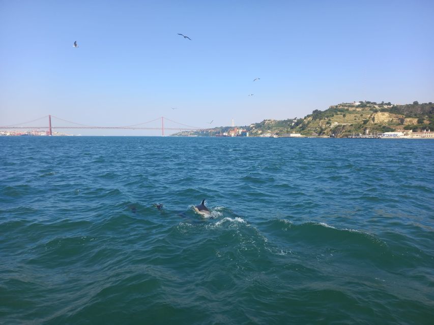 Lisbon: Tagus River Cruise to the Ocean & Dolphin Watching - When Speed Boats Happen and Why It Can Help