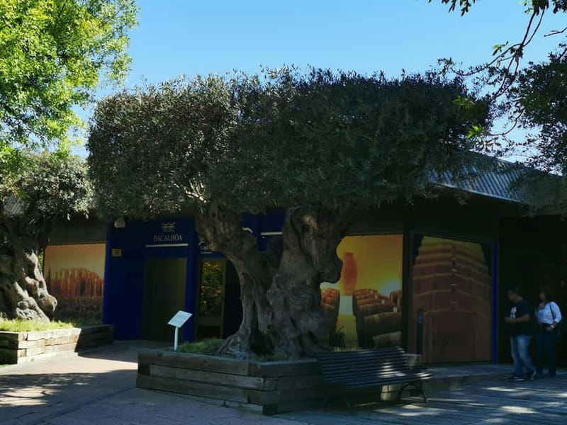 Lisbon to Wine Tasting Setubal, Two Cellars, Half Day Tour - Azeitão Stop: Jose Maria da Fonseca Cellar Tour and Tastings