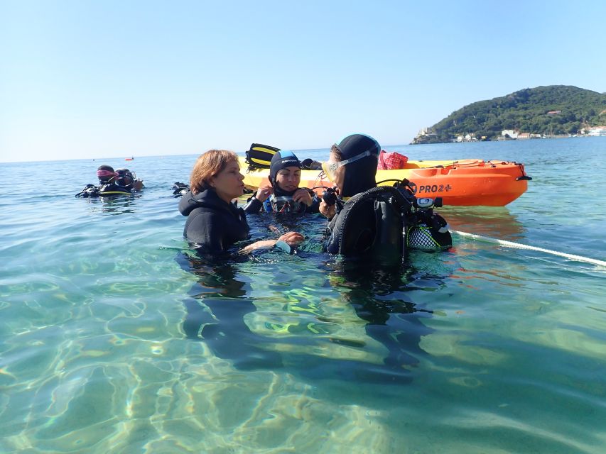 Lisbon: Try Dive in Arrábida Marine Reserve Setubal Sesimbra - What wildlife you can actually expect to see