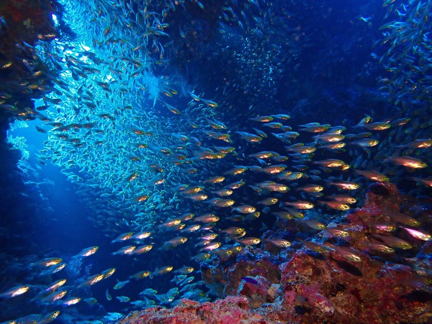 Lisbon: Try Dive in Arrábida Marine Reserve Setubal Sesimbra - Who this is ideal for, and who should skip it