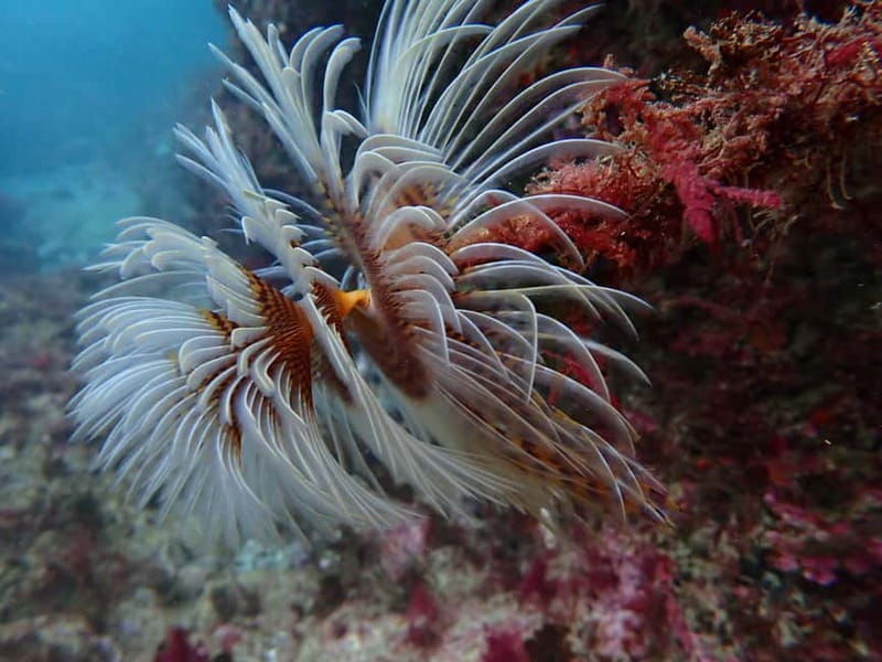 Lisbon: Try Scuba Diving in Arrábida Marine Reserve w/photos - Clube Naval de Sesimbra: where the experience really starts