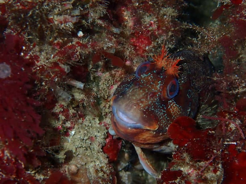 Lisbon: Try Scuba Diving in Arrábida Marine Reserve w/photos - What you might see: shipwrecks, corals, and local fish